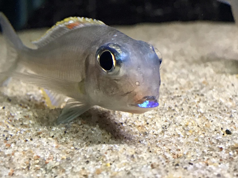 Xenotilapia nigrolabiata 'Chituta Bay'